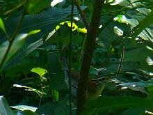 Rufous-and-white Wren